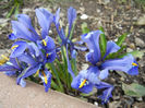 Iris reticulata Blue (2014, March 11)
