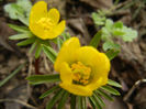Eranthis hyemalis (2014, March 11)