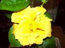 103_3686 - Copy