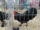 Australorp Negru
