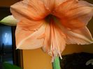 DSCN7439