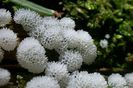 Ceratiomyxa porioides