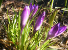 CROCUSI MOV