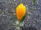 CROCUSI GALBENI