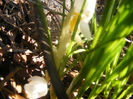 CROCUSI ALBI