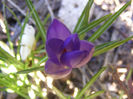 CROCUSI MOV