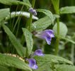 scutellaria-galericulata