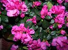 DSCN3732