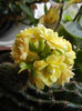 Yellow Kalanchoe (2014, March 11)