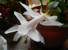 White Schlumbergera (2014, March 11)