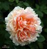 polka rose