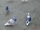 DSC00610