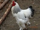 DSC00404