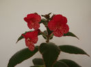 DSCF2747