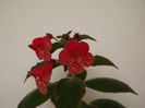 DSCF2749