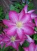 clematis Asao