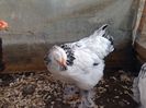 Puica brahma herminat deschis la 7 saptamani