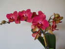 DSCN0647_006