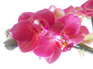 DSCN0649_008