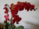 DSCN0650_009