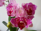 DSCN0652_011