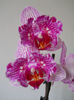 DSCN0654_013
