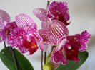 DSCN0655_014