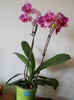 DSCN0658_017