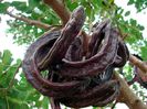 Carob-fructe copate