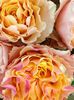 campanella peach2
