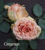cinnamon
