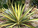 yucca filamentosa 'color guard'