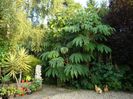 tetrapanax papyriferus s. giant