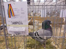 Expozitie Constanta 2012 (6)