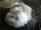 Iepuri Angora german achizitii 003