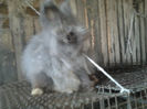 Iepuri Angora german achizitii 011