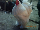 96055216_NOFNWBR3