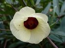 Trandafirul de Abisinia-floare
