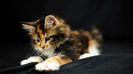 Sweet kitty