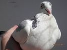vandut