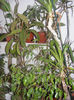 JUNGLA