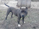 18441727_6_644x461_pitbull-blue-pentru-monta-_rev008[1]