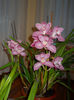 DSCN0717_030