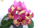 7011 (20-03-2014)