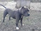 18441727_4_644x461_pitbull-blue-pentru-monta-animale-de-companie_rev008[1]