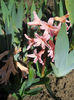 DSCN0726_006