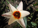 DSCN0727_007