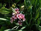 DSCN4170 bergenia
