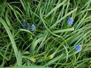 DSCN4172 muscari