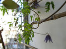 Clematis Alpina